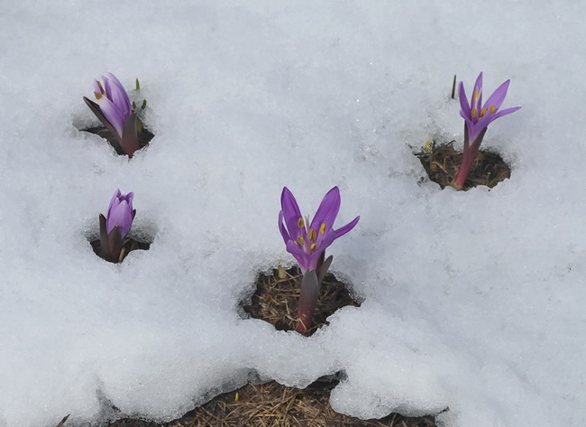 Un Crocus particolare - Bulbocodium vernum